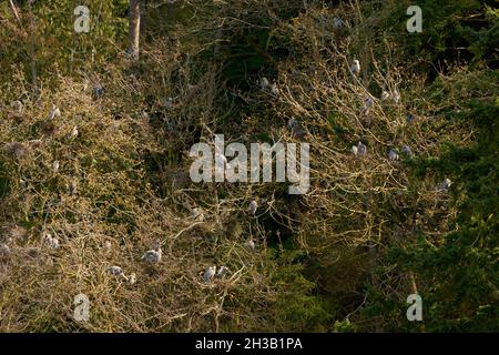 Great Blue Heron Rookery Nester. Great Blue Herons thront in einer Baumkrone. Stockfoto