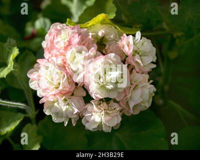 Pelargonium-Geranie-Blütencluster, Sorte Appleblossom Rosebud Stockfoto