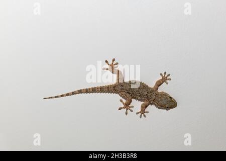 Gecko, Kalabrien, Italien Stockfoto