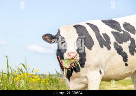 Grasende Kuh, Zunge zerreißt Grashalme, Essen, schwarz und weiß, auf einer grünen Weide mit gelben Blumen und einem blauen Himmel Stockfoto