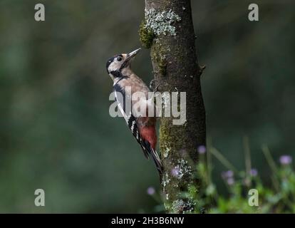 Buntspecht, Dendrocopos Major, am Baumstamm, Lancashire, Großbritannien Stockfoto