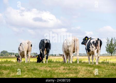 Vier Kühe grasen in einer Reihe, gehen weg, von hinten gesehen, spazieren zum Horizont, mit einem weichen blauen Himmel mit einigen weißen Wolken. Stockfoto