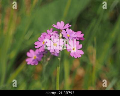Kleine Fliederblüten aus Mauve von Birds-Eye Primrose (Primula Farinosa) mit gelbem Mittelfleck oder Auge in kalkhaltigem Grasland in Cumbria, England, UK Stockfoto