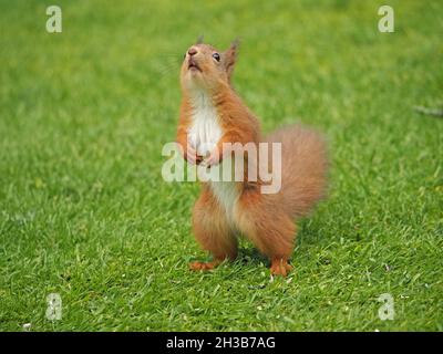 Süßes, junges Set Red Squirrel (Sciurus vulgaris) mit weißem Fell auf der Unterseite, das auf Hinterfüßen hoch steht und in den Himmel in Cumbria, England, UK, blickt Stockfoto