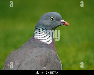 Beobachten Sie das Birdie - Profilportrait von Wood Pigeon (Columba palumbus) mit strahlenden Augen und metallischem Glanz bis hin zu grünem und rosa Halsgefieder - Cumbria, England, UK Stockfoto