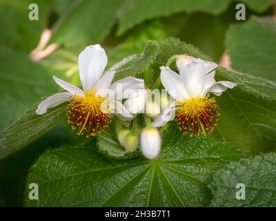 Afrikanische Lindenblüte und Knospen, Sparrmannia africana Stockfoto