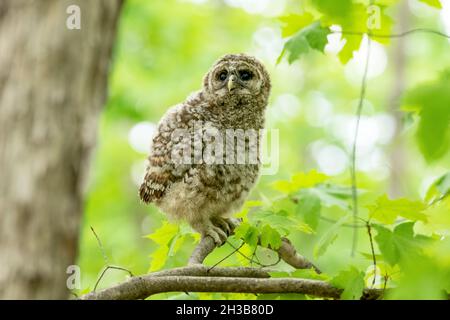 Junge Sperrinkeuze, die auf einem Zweig im Wald thront Stockfoto