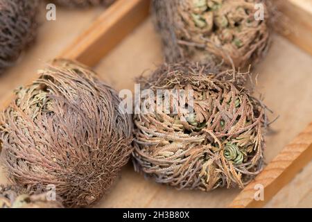 Echte, Rose von Hierichi, Anastarca hierochuntica, Wuestenrose Stockfoto