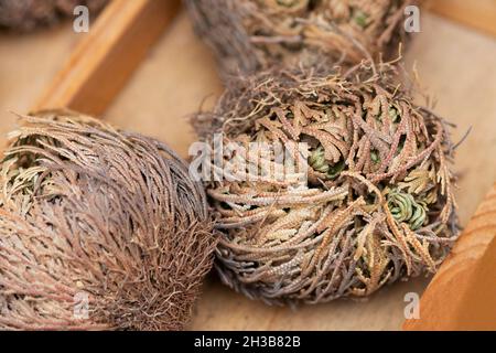 Echte, Rose von Hierichi, Anastarca hierochuntica, Wuestenrose Stockfoto