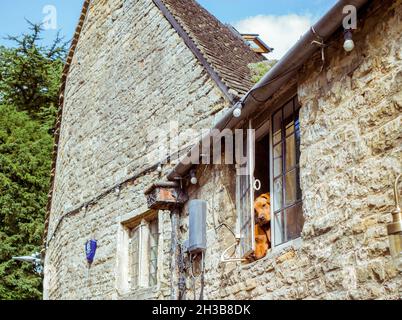 Zwei niedliche Red Labrador Retriever blicken aus dem oberen Fenster eines Ladens in den Cotswolds. Das Gebäude ist aus Cotswold-Stein gebaut. Stockfoto