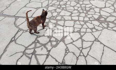 Schwarze Katze, die in nassen Rissen die alte Straße entlang läuft. Stockfoto