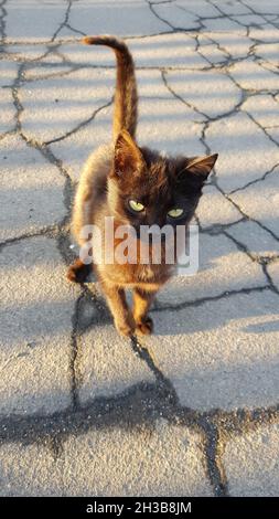 Schwarze Katze läuft auf der alten Straße in nassen Rissen. Stockfoto