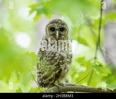 Sperrinkeulet auf einem Ast mit grünem Hintergrund stehend Stockfoto