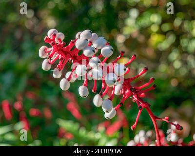 Weiße Berberbeeren und rote Stiele, Actaea pachypoda Stockfoto