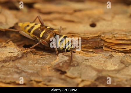 Nahaufnahme eines Weibchen des bunten und seltenen Langhornkäfer, Plagionotus Detritus Stockfoto