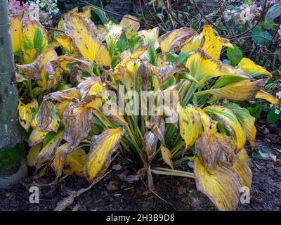 Verfallende Blätter auf einer Hosta-Pflanze im Herbst Stockfoto