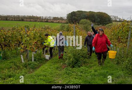 Leckford, Hampshire, England, Großbritannien. 2021. Oktober. Rumänische Arbeiter pflücken Pinot Noir-Trauben in einem Weinberg in Hampshire auf einem feuchten, bewölkten d Stockfoto