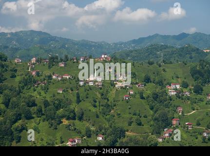 Teeplantagen im Bezirk Cayeli. Berühmte Teestandorte von Rize. Rize City, Türkei Stockfoto