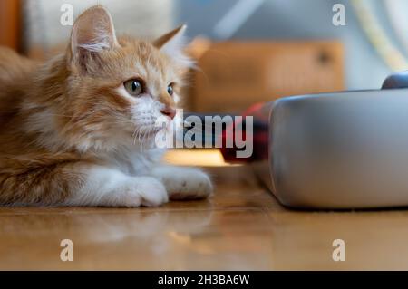 Ein langhaarige orange-weiße (Ingwer-)Kätzchen bereitet sich auf den Sprung vor Stockfoto