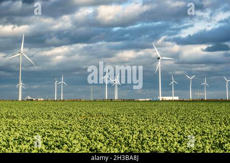 Windkraftanlagen im Solar Valley , bei Bitterfeld-Wolfen in Sachsen-Anhalt, Deutschland | DEUTSCHLAND Solartal , Windpark bei Bitterfeld Wolfen Stockfoto