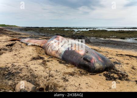 Tote Spermien (Cachalot), die auf dem Sand am Strand Ytri Tunga auf der Halbinsel Snaefellsness in Island gestrandet sind Stockfoto