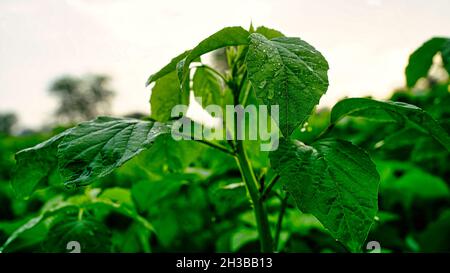 Nahaufnahme des Guar-, Cluster Bean- oder Cyamopsis tetragonoloba-Feldes. Hybridsorte grüne Linsenpflanze Guarbohne Pflanze blüht in der Landwirtschaft Stockfoto