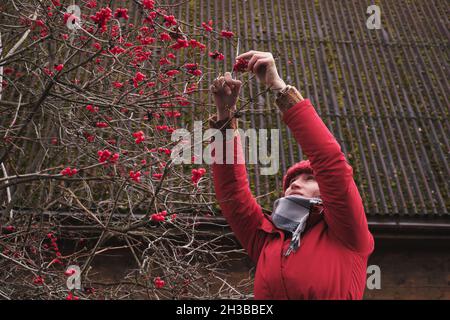 Eine Frau in einer roten Jacke sammelt rote Viburnum-Beeren in einem Korb. Stockfoto