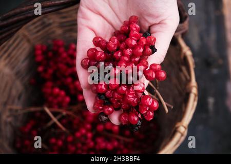 Eine Frau in einer roten Jacke sammelt rote Viburnum-Beeren in einem Korb. Stockfoto