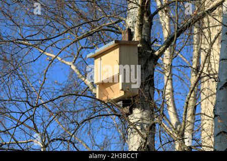 Ein neues Fledermaushaus aus Holz wurde auf einem Birkenstamm im öffentlichen Park in der Siedlung Goclaw in Warschau befestigt. Stockfoto