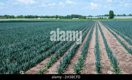 Felder auf dem Bauernhof mit Reihen von wachsenden grünen Lauch-Zwiebeln Stockfoto