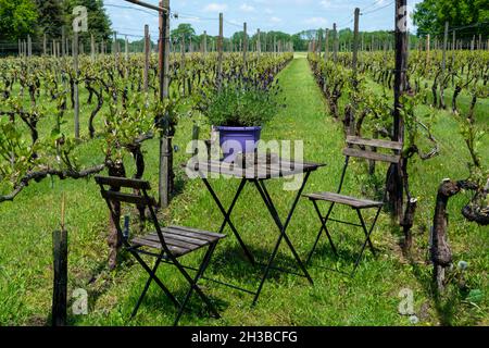 Holländisches Weingut in Nordbrabant an sonnigen Tagen junge Triebe von Traubenblättern auf grünen Weinbergen in den Niederlanden Stockfoto
