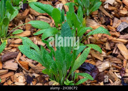 Botanische Sammlung, junge grüne Blätter der essbaren und medizinischen Gartenpflanze Tanacetum balsamita mehrjährige gemäßigte Kräuter oder costmary, alecost, balsa Stockfoto