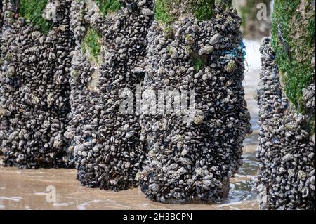 Gruppen von lebenden Muscheln Muscheln Muscheln Muscheln, die bei Ebbe auf Holzstangen in der Nordsee, Zoutelande, Zeeland, Niederlande wachsen Stockfoto