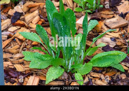 Botanische Sammlung, junge grüne Blätter der essbaren und medizinischen Gartenpflanze Tanacetum balsamita mehrjährige gemäßigte Kräuter oder costmary, alecost, balsa Stockfoto