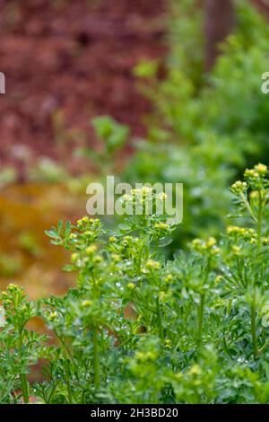 Botanische Sammlung, Ruta graveolens Heilpflanze oder stark riechende rue, allgemein bekannt als rue oder Herb-of-grace, ist Arten von Ruta als orn angebaut Stockfoto
