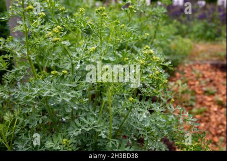 Botanische Sammlung, Ruta graveolens Heilpflanze oder stark riechende rue, allgemein bekannt als rue oder Herb-of-grace, ist Arten von Ruta als orn angebaut Stockfoto
