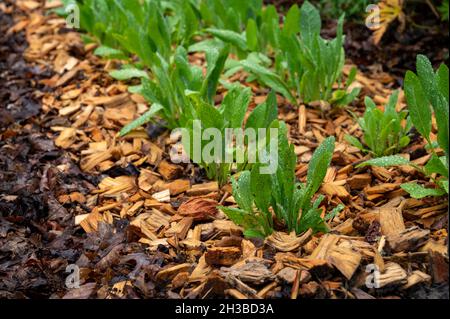 Botanische Sammlung, junge grüne Blätter der essbaren und medizinischen Gartenpflanze Tanacetum balsamita mehrjährige gemäßigte Kräuter oder costmary, alecost, balsa Stockfoto