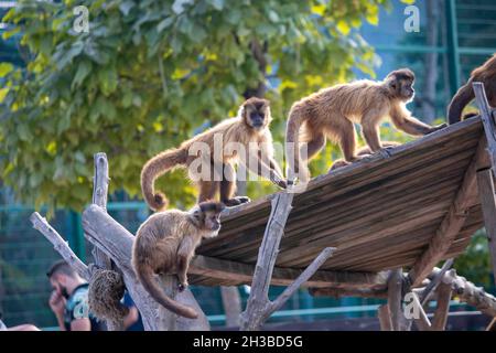 Schöne flauschige Affen spielen auf ihrem Spielplatz im Zoo Stockfoto