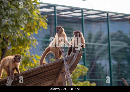 Schöne flauschige Affen spielen auf ihrem Spielplatz im Zoo Stockfoto