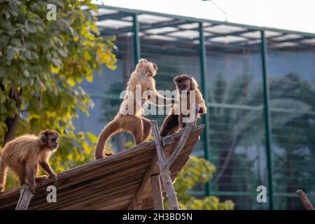 Schöne flauschige Affen spielen auf ihrem Spielplatz im Zoo Stockfoto