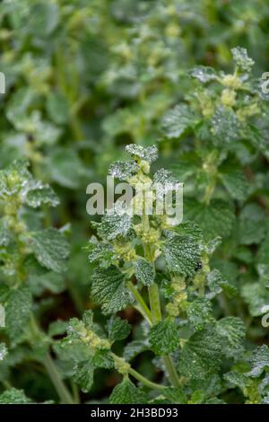 Botanische Sammlung, Marrubim vulgare Heilpflanze wächst im Garten Stockfoto