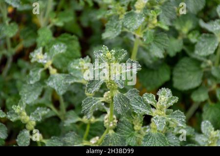 Botanische Sammlung, Marrubim vulgare Heilpflanze wächst im Garten Stockfoto