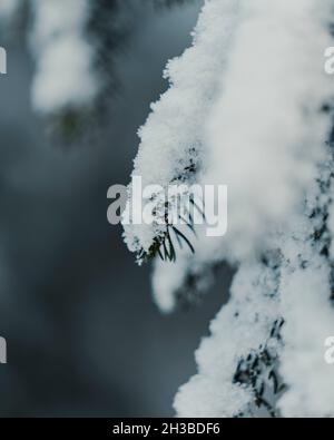 Schneebedeckte Bäume mit verloschtem Hintergrund Stockfoto