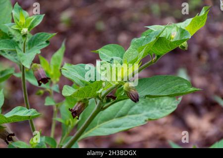 Botanische Sammlung, Atropa belladonna, allgemein bekannt als Belladonna oder tödliche Nachtschatten, ist giftige mehrjährige krautige Pflanze im Nachtschatten fa Stockfoto