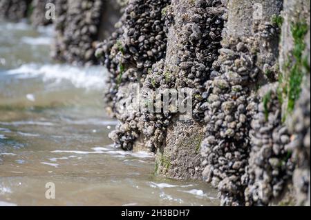 Gruppen von lebenden Muscheln Muscheln Muscheln Muscheln, die bei Ebbe auf Holzstangen in der Nordsee, Zoutelande, Zeeland, Niederlande wachsen Stockfoto