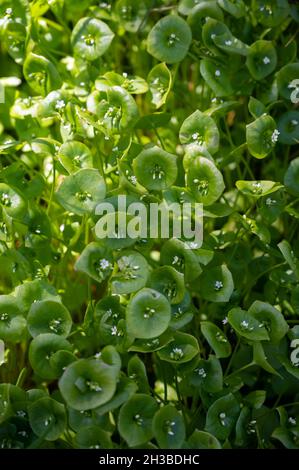 Frühlingsblüte von grünem Claytonia perfoliata oder Bergbergsalat, indischer Salat, Frühlingsschönheit, Winterpurslane. Stockfoto