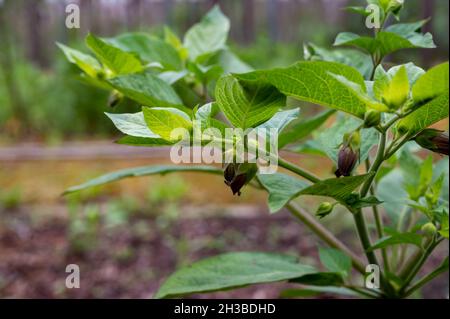 Botanische Sammlung, Atropa belladonna, allgemein bekannt als Belladonna oder tödliche Nachtschatten, ist giftige mehrjährige krautige Pflanze im Nachtschatten fa Stockfoto