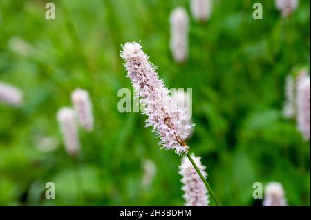 Botanische Sammlung, junge grüne Blätter und rosa Blüten von Heilpflanzen Bistorta officinalis oder Persicaria bistorta), bekannt als Bistort, Snakeroo Stockfoto