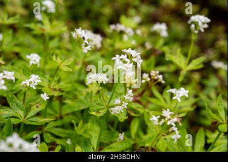 Botanische Sammlung, asperula odorata oder Bettstroh blühende Pflanze im Sommer Stockfoto