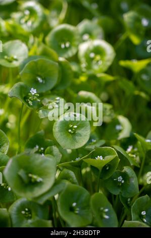 Frühlingsblüte von grünem Claytonia perfoliata oder Bergbergsalat, indischer Salat, Frühlingsschönheit, Winterpurslane. Stockfoto